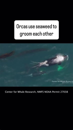 Drone footage captured orcas doing something we didn’t previously know they were capable of: manufacturing and using tools. These whales broke off the ends of bull kelp stalks to make grooming tools, then pressed the kelp against a partner and rolled it between their bodies for extended periods of time. | Popular Science