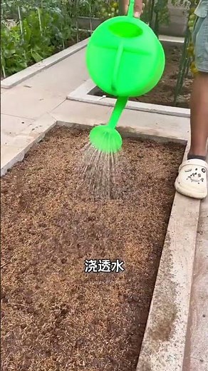 Spring Planting Guide: How to Grow Water Spinach