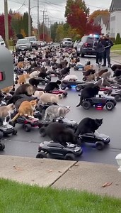 3M views · 47K reactions | The cops have arrived in attempt at arresting the meowfia cat street racers! Chaos ensues! | FuFu’s Cat House | Facebook
