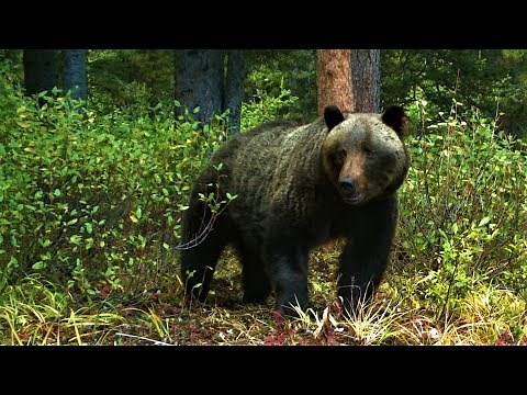 Have you heard these noises from a grizzly bear? You may be too close!
