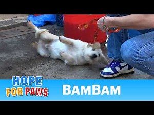 Abandoned dog needed medical help and a loving forever home. 💙