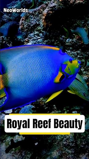 Queen Angelfish – The Royal Beauty of the Reef! 👑🐠 | Ocean Wonder