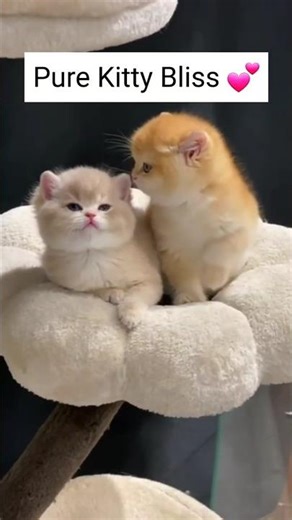The Most Adorable Kitty Moments Ever 😻💞