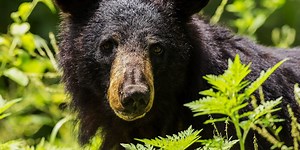 It’s black bear breeding season. Here’s what you need to know