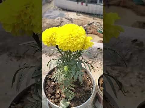 My morning routine viewing wt my terrace vegetables garden....