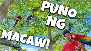 14K views · 606 reactions | FIRST OUTDOOR TRAINING OF OUR BIRD BELLA! Tree of macaws in Antipolo (SCARLET MACAW!) | Murillo Bros DREAM CLUB  CLICK AND DOWNLOAD https://bit.ly/3tQSbRZ SUPERIOR CODE:115565 | Murillo Bros | Facebook