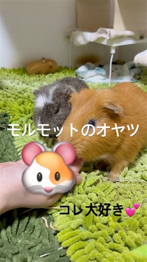 モルモットのおやつ🐹
