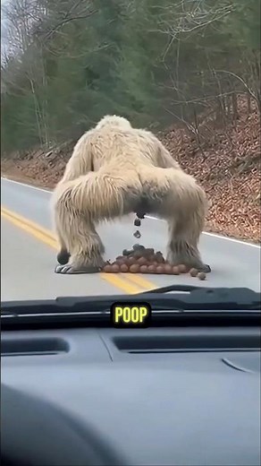 Animals That Barely Poop 😨💩#animalfacts #wildlife #facts
