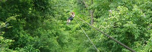 How zip lining impacts tree health, according to experts