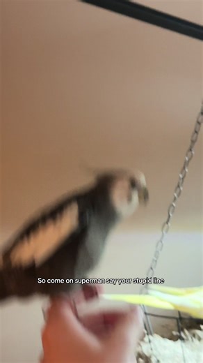 Funny Cockatiel Moments on TikTok