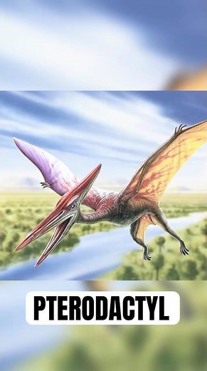 🪽 Pterodactyl — the bizarre four-legged flyer of the Jurassic skies! #dinosaur #earthhistory