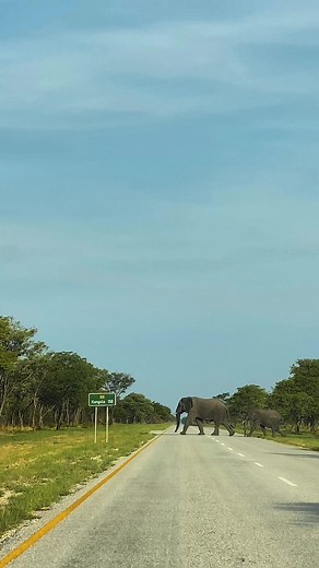 Discover the Majestic Elephants of Bwabwata National Park in Namibia