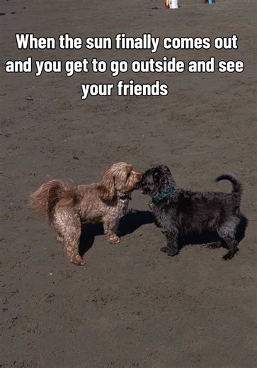 It feels like summer 😍☀️♥️ #cavapoo #foryoupage #fyp #dogsoftiktok #sun