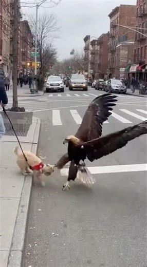 Caught on Camera: Eagle Attacks Dog in City Street 😱 #scary #cctv #animals #viralvideo #trending