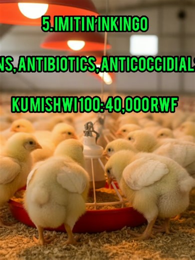 isomo rikwigisha uko wakwikorera business plan yuko wakworora inkoko #0784990623 #business #poultryfarming #inkoko #ubworozibwinkoko
