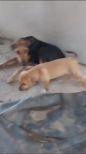 149 reactions · 11 shares | For adoption contract +961 71 659 050⚠️⚠️ | Carma | Facebook