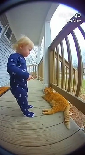 Ring Camera Catches Toddler Giving Cat a Lecture - Boss Baby Meets Unbothered Tabby 😼
