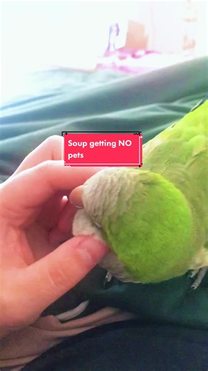 10 Tips to Calm an Angry Cockatiel