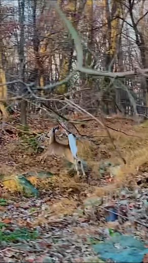 Deer Hopping through the forest everywhere I’m hiking. It’s always fun to watch them hop around. #deer #nature #forest | Maksymilian Bondyra