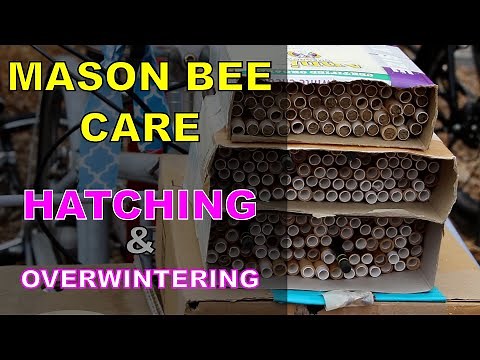 How to care for Mason Bees, Hatching, Overwintering