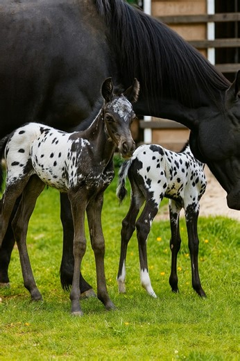 Nothing brightens a day like the sight of newborn foals exploring the world for the first time. These beautifully spotted babies stick close to their proud mama as they take their wobbly steps and discover the sunshine, the grass, and each other. Nature’s beauty is truly unmatched. 🐴 #Foals #NewLife #HorseLovers #SpottedFoals #FarmMagic #NatureBeauty #EquineLove #AppaloosaFoal #SpringOnTheFarm #CutestAnimals | Coloured Stallions