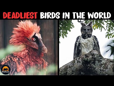 10 Deadliest Birds in the World