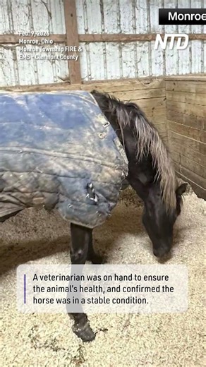 Horse Rescued After Falling Into Icy Ohio Pool