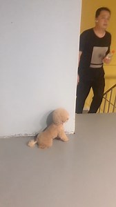 He was plotting the most adorable ambush ever 🤣 | The Woof World