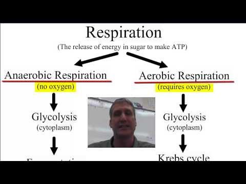 Anaerobic vs Aerobic Respiration