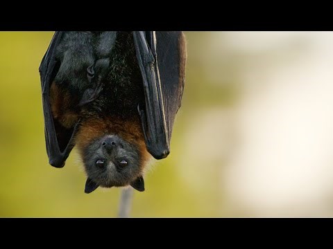Fruit-loving Flying Foxes | Animals with Cameras 2 | BBC Earth
