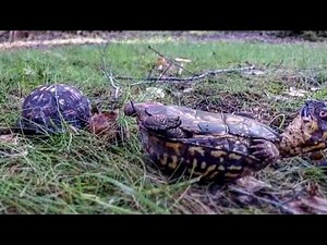 How do Turtles Mate?