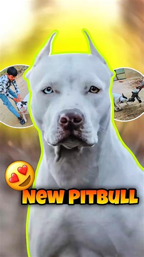 New Pitbull Dog 🐶🥳#minivlog#vlog#shorts