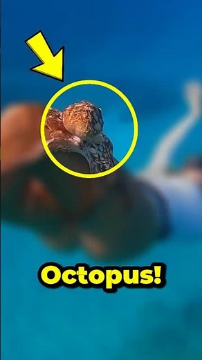 What Happens If an Octopus Loses an Arm? (The Answer Is Incredible)