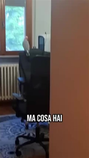 oggi siamo chiacchieroni #parrot #cacatua #cacatuarosa