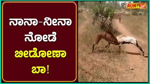 2.1M views · 63K reactions | ನಾನಾ-ನೀನಾ ನೋಡೆ ಬೀಡೋಣಾ ಬಾ! #Sheep #Fight #ViralVideo #RuntvNews #Mudhol #Kannada #Karnataka ► Subscribe to Run tv News ►Like us on Facebook: https://www.facebook.com/Runtv.News/videos ►Youtube: https://www.youtube.com/@runtvnews6359/videos ► Follow Us OnInstagram: https://www.instagram.com/runtvmudhol/ | Run TV News And Entertainment | Facebook