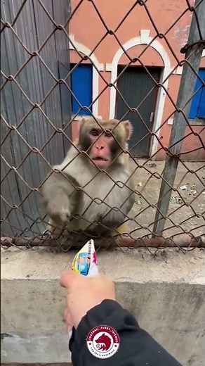 Bombastic Side-Eye: Monkey Edition 🐒😂 (@furry_friends_life)