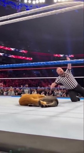 Orange Tabby Hits a Textbook German Suplex on Grey Cat