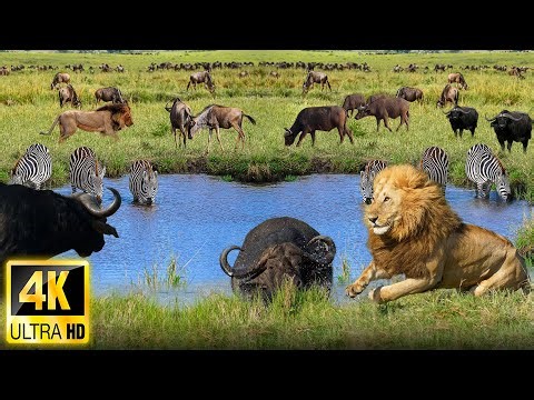 4K African Wildlife: Survival of Wild Animals in African - Scenic Wildlife Film With Real Sounds
