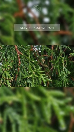 SNEAK PEEK | Deep Relaxation & Reflection: 30-Min & 3-Hr Evergreen Rain ASMR (4K)