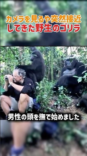 【緊迫】野生のゴリラと至近距離で遭遇…！頭を撫でられ「仲間」と認められた奇跡の瞬間 #ゴリラ #野生動物 #衝撃映像 #奇跡の瞬間 #至近距離 #ハプニング #面白い #面白映像 #shorts