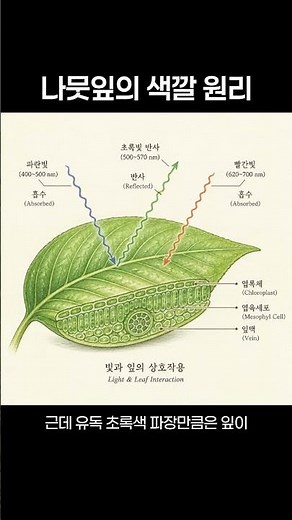 나뭇잎이 초록색인 진짜 이유 🌿 #과학상식 #지식 #자연상식