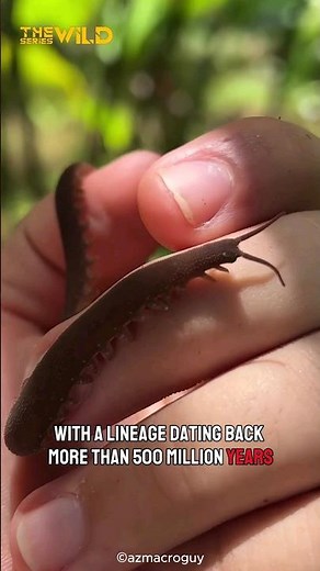 Velvet Worm | Uses Sticky Slime to Catch its Prey #shorts 😮😯