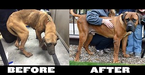 50K views · 1.2K reactions | 2,400 calories per bottle. 120g of fat per oz. 100% natural ingredients. Get more details at https://miraclevetlabs.com | Bully Max | Facebook