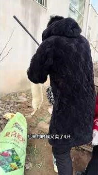 Dad's DIY Rabbit Farm: A Year of Soil-Raised Bunnies