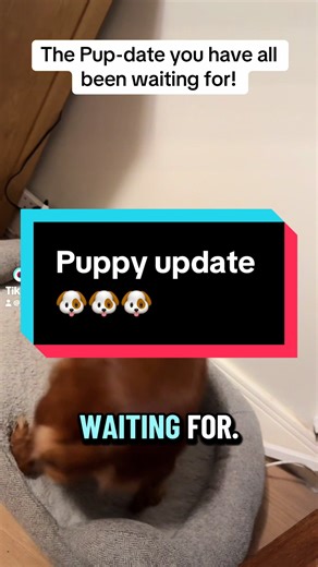 Exciting Puppy Birth Update!