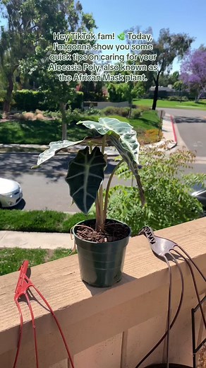 Quick guide to care for the alocasia poly African mask #houseplants #alocasia #alocasiacare #alocasiapolly #alocasiaplant