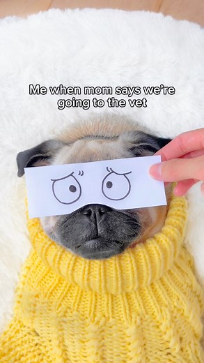 The different moods of Loulou 🤨🥺 #pug #dog #dogsofinstagram #pugsofinstagram | Loulou the pug