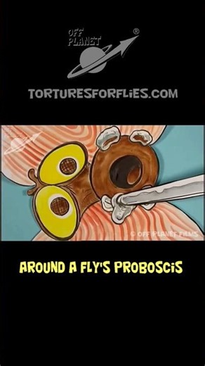Fly vs 4th of July!! #shorts #fly #cartoon