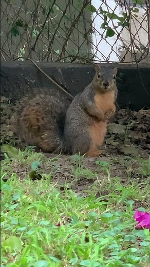 Eastern Fox Squirrel | Sciurus niger (Los Angeles, California)