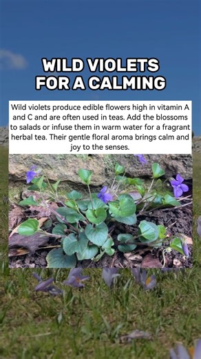 Wild violets bloom with beauty and quiet strength, turning salads and teas into something healing. Their gentle scent carries calmness that feels like a breath of spring. #wildflowers #herbalwellness #plantbasedliving #naturetherapy #flowerlove #fblifestyle | Thank Your Garden